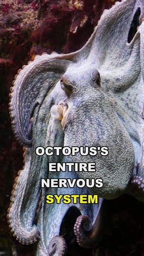 An Octopus's Arms Think For Themselves #Shorts #Biology