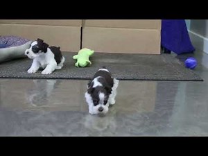 Mini Schnauzer Puppies For Sale