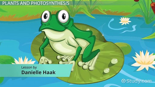 Water Lily Adaptations: Lesson for Kids