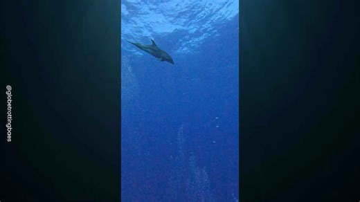 DOLPHIN HAS FUN POPPING BUBBLES