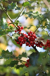 Esquejes De Acebo: [Concepto, Época, Enraizamiento Y Siembra]