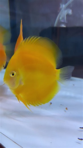 Xavier discus Indonesia fish care guide