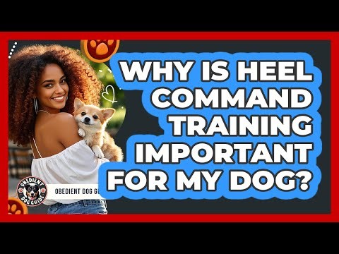 Why Is Heel Command Training Important For My Dog? - Obedient Dog Guide