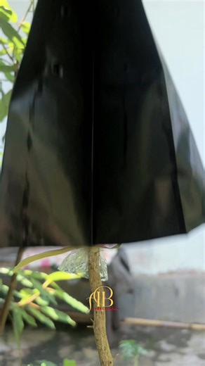 Trying a unique water layering technique using a plastic container filled with air🌳 #fblifestyle #airlayering #craft #diy | Andri Bonsai