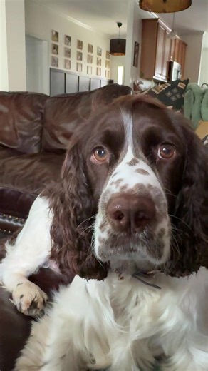 Discover the English Springer Spaniel: A Friendly Companion