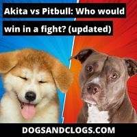 Akita vs Pitbull: Who Would Win In a Fight? (Updated 2023) - DogsAndClogs