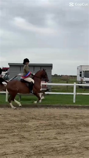10K views · 79 reactions | Darkside Fury this is he's first year under saddle Ridden by Courtney Howell Ist HHS breed show 2nd Northern Hackney 2nd Rare Breeds at Orsett Show Supreme Ridden Hackney at HHS Championship Show Fury has competed successfully in Inhand, Wagon Classes, Exercises Classes and Private Drive. This just shows how versatile the Hackney Horse is | The Hackney Horse Society | Facebook