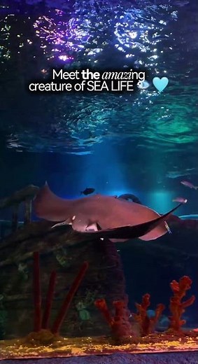 SEA LIFE Creatures