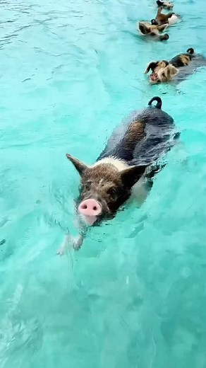 @thecapturingcouple “Welcome to Pig Beach in Exuma, Bahamas — A unique place where you can swim and hang out with the locals” 📸 @thecapturingcouple | Amazing Destinations