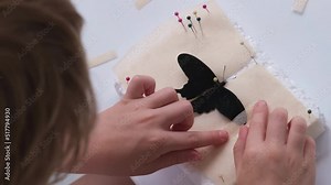 The child learns to fix the butterfly for drying. Passion for entomology. Children's hands close up. Fixing a butterfly for an entomological collection. Pachliopta