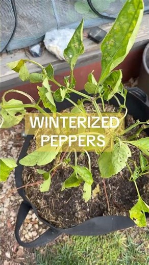 I Didn’t Winterize My Pepper Plant… And It Survived?! 🌶️ Zone 10a Update