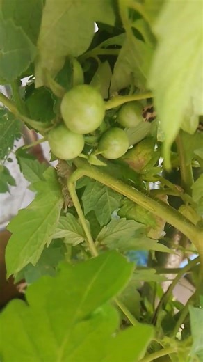 #plants#I think they're #cherry tomatoes!! 🍅🍅🍅🍅🍅🍅🍅🍅🍅🍅🍅🍅🍅🍅