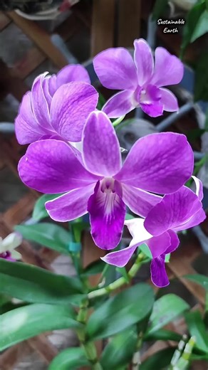 Beautiful Orchid Flower Care and Aesthetic Tips