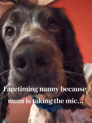 Doting Dog Mom and Her Mischievous Rescue Pup