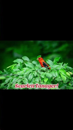 Gorgeous Scarlet Tanager captured by Keith earlier today! #birds #nature #migration #photography