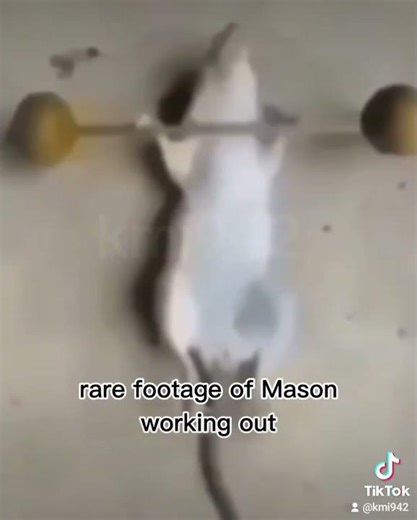 #Rear footage of mason the Mouse working out💪🫢😤