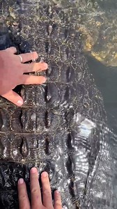 20 FOOT GIANT CROC😳 Seeing these crocs up close makes you realize how powerful these beast truly are😅 One mistake and I am becoming crocodile food😳 I would never want to be caught in the water when one of these guys is around👀 | Jayprehistoricpets