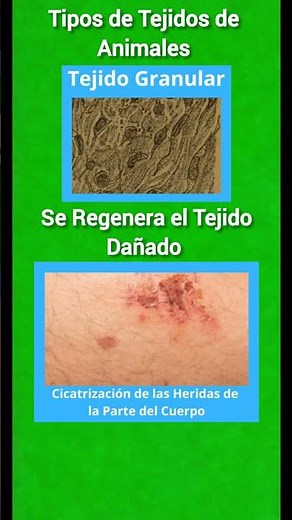 Tipos de Tejidos de Animales #Tejidos #Animales #biología