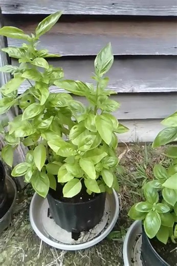Basil Transplant Update!🌿🌿🌿
