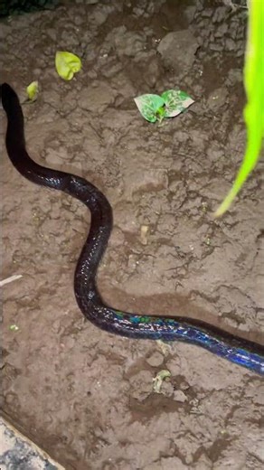 Plant lemongrass to repel snakes #snake #ularkasur #animals #shorts