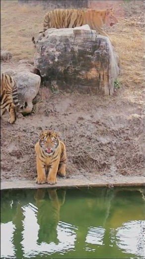 🐯 8-month-old tiger cub meow meow meow😂 #adorable #zoo #tiger #tigercub
