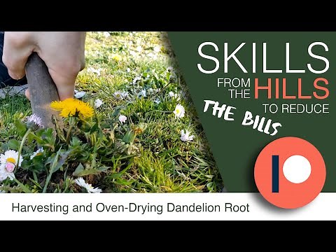 Harvesting Dandelion Root