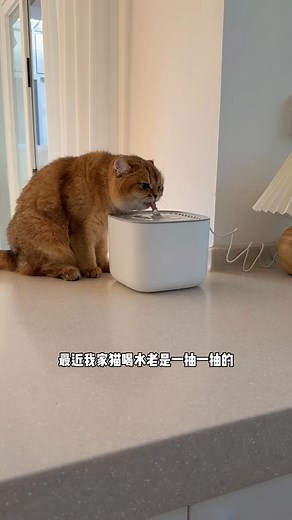 #funnycomedycat | Funny Comedy Cat