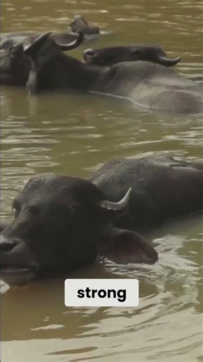 Cape Buffalo Don’t Just Survive the Wild | They Rule the Swamps Too | Dreddphotos Wild
