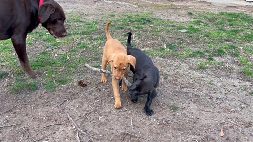 20K views · 497 reactions |  Don't Worry, Be Happy! Adoptable Monica (Red, F) and Rip (Black, M) are settling into their foster home, waiting to bring joy into a couple new families' lives. Their resilience serves as a gentle reminder for us all to embrace each moment with a wagging tail and a happy heart. Interested in adding a new family? Link: https://labradorfriends.com/how-to-adopt/ | Labrador Friends of the South, Inc. | Facebook