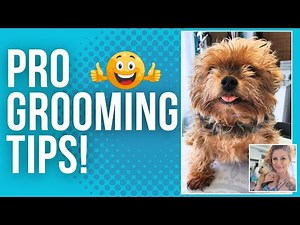 Dog Grooming Tips And Tricks Easy Pro Techniques You Can Use At Home