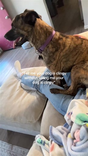 Literally just came in from playing fetch outside and instead of drinking water she does this 😭 wouldn’t have it any other way #dog #petsoftiktok