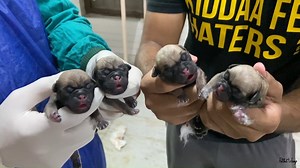 10K views · 14 shares | My Female Pug Delivery *emergency* Do subscribe Gaurav sardana Petcare Tips https://www.youtube.com/channel/UCgkhrn7uD24PRdhB10Hp5mw | Pulkit VAMP | Facebook