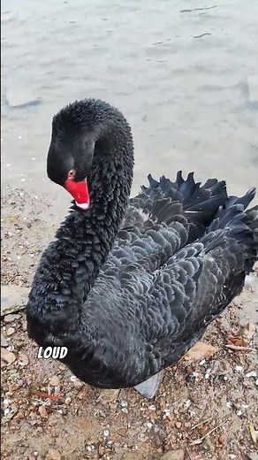 How to Survive a Goose Attack 🦢#goose #shorts