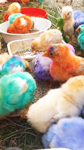 The Most funny Cutest Reactions Ever Like | Hen Baby Cutest Sound | chicken chicken sounds |#short