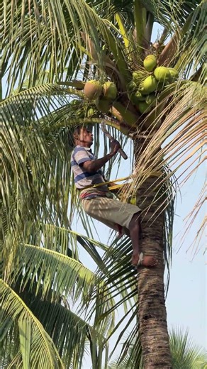 The coconut tree climber
