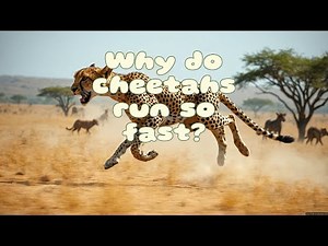Why do cheetahs run so fast? | Science for Kids