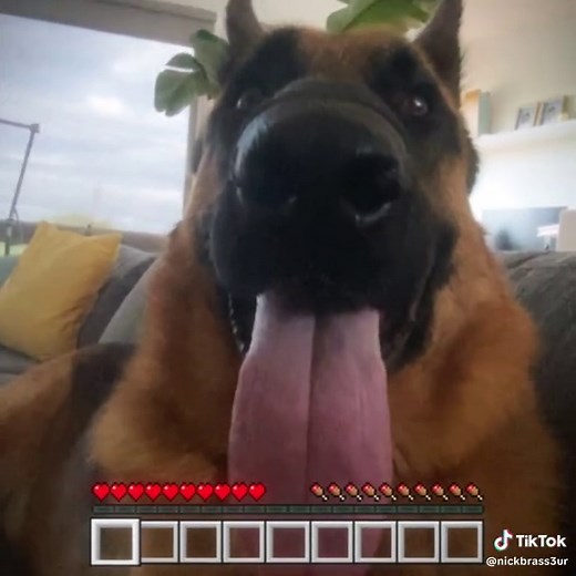 Understanding Your Dog's Whining Behavior