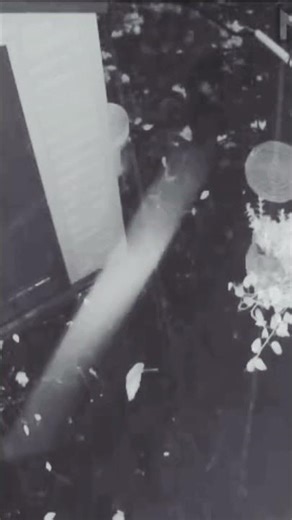 Trees falling as Noreaster storm hits NYC