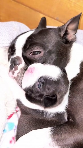 Adorable Boston Terrier Puppy Love Compilation