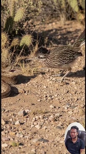 Roadrunner vs Rattlesnake – Natural Speed, Venom, and Survival in the Wild