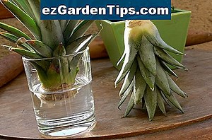 Comment faire pousser une rose Bush à partir d'un bourgeon 🌱 Conseils Jardiniers - Fr.ezGardenTips.com