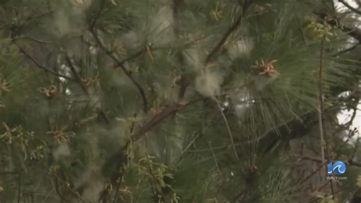 Ways to fight of the pollen as allergy season begins