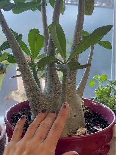 Shizuka Kudo Takuya Kimura Kōki Cocomi @kudo_shizuka @takuya_kimura_takuya @koki @cocomi_553_offi...