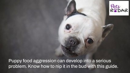 Tips On Stopping Food Aggression In Puppies