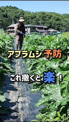 アブラムシ予防、これ撒くと楽！