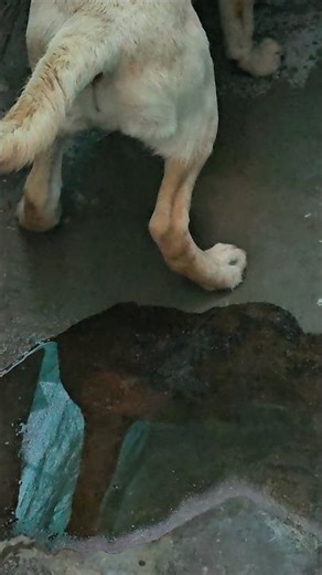 Labrador Toilet Training