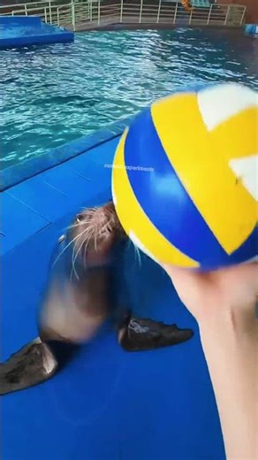 Sea lion Danced After Winning… And Got Ignored 😢 #shorts