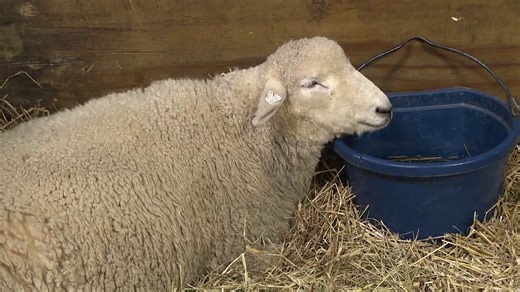 Local farmers showcase animals at Pennsylvania Farm Show