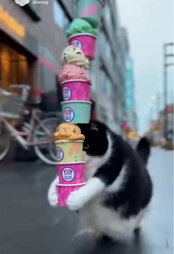 アイスクリーム好きな猫ちゃんの可愛さ