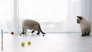 Adorable ragdoll kittens playing with colorful balls on the floor close to panoramic window at home. Little domestic purebred cats running with toys in the light room